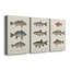 «Species of Antique Fish III», ensemble de 3 impressions sur toile tendue-1234478809