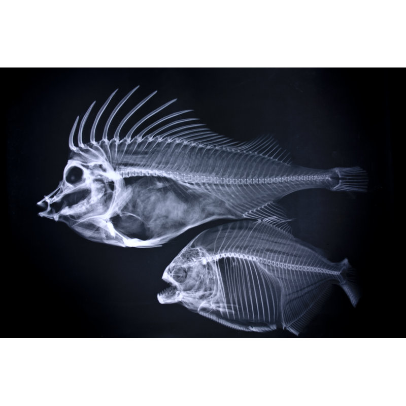Fishes X Ray by Grecosvet - No Frame Art Prints on Canvas, 30cm H x 46cm W