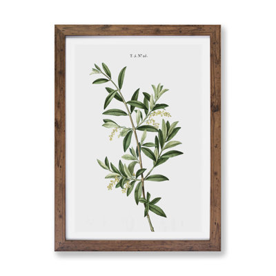 Olive Tree by Pierre-Joseph Redoute - Framed Print