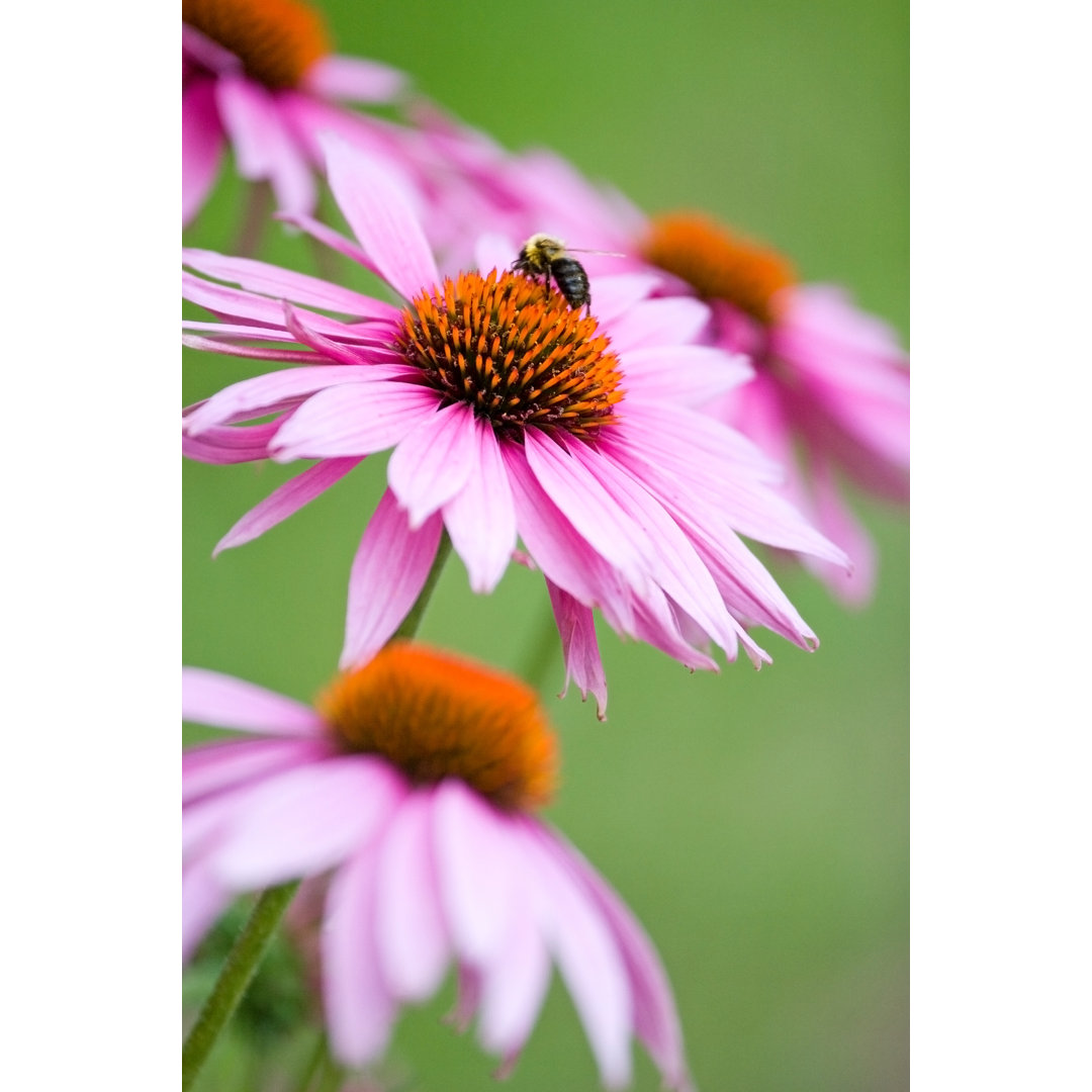 Biene auf Blume von PeaFactory - Fotografie auf Leinwand