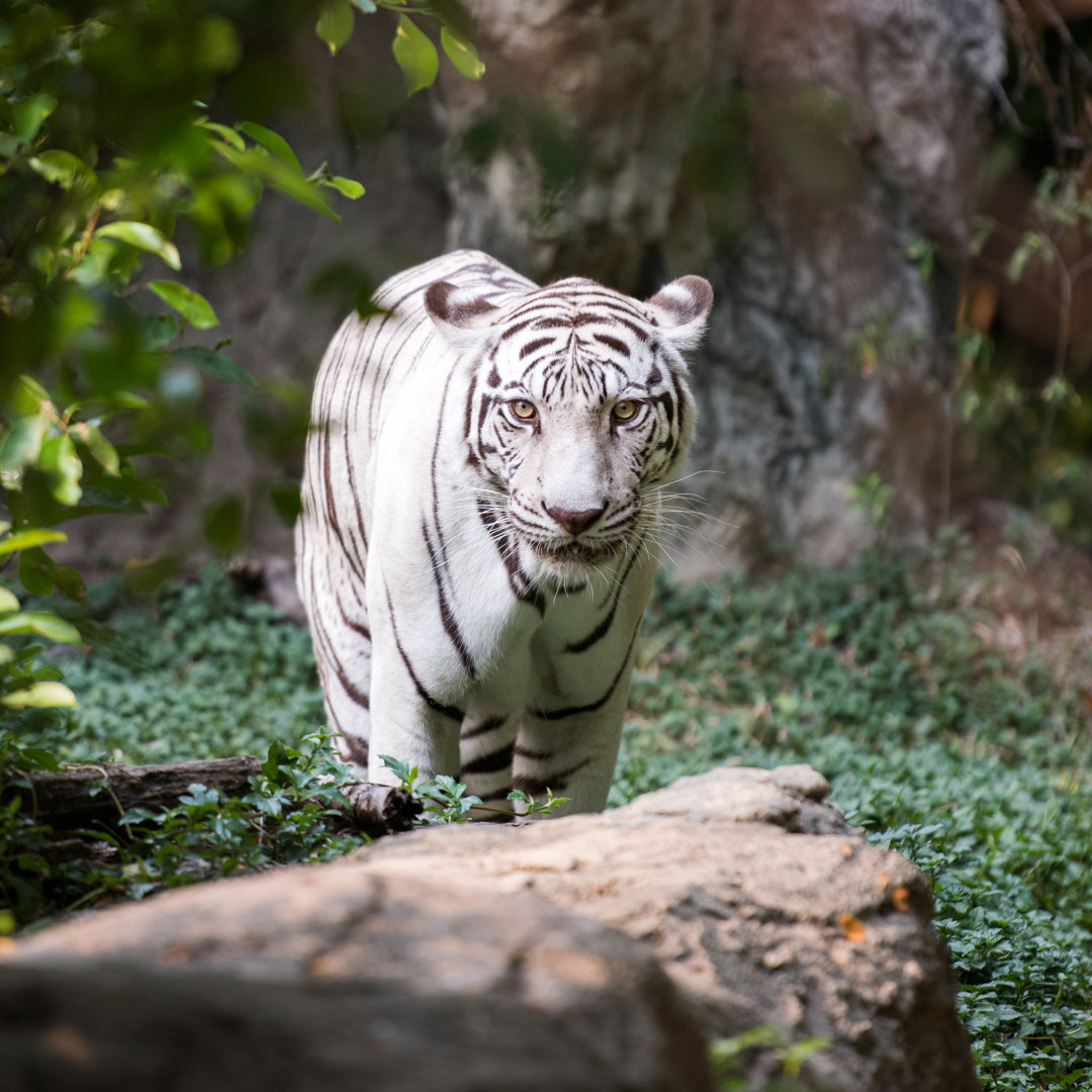 Weißer bengalischer Tiger in freier Wildbahn von 4FR - Kunstdrucke auf Leinwand ohne Rahmen