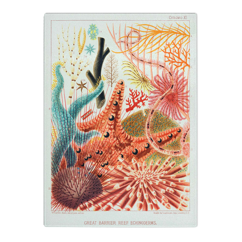 Tempered Glass Great Barrier Reef Starfish by W. Saville-Kent Chopping Board, 28.5cm W x 20cm L