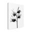 « doux pea x ray », reproduction de photo sur toile tendue-31881796