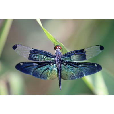 Libellule avec une belle aile - Photographie sur toile tendue