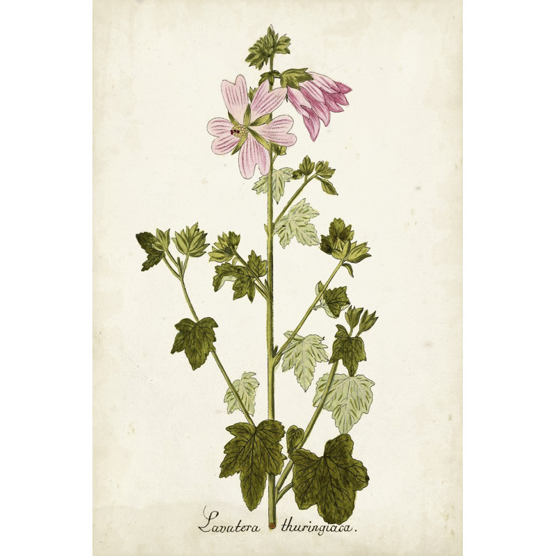 Antique Herb Botanical V - Wrapped Canvas Painting, 122cm H x 81cm W