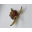 Tortue