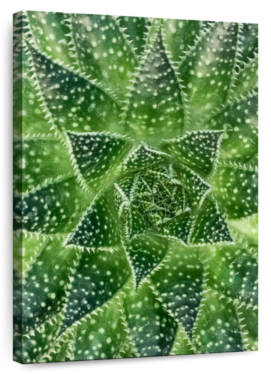 Elephant Stock Spiny Succulent Plant Wayfair Elephant Stock Spiny Succulent Plant Wayfair