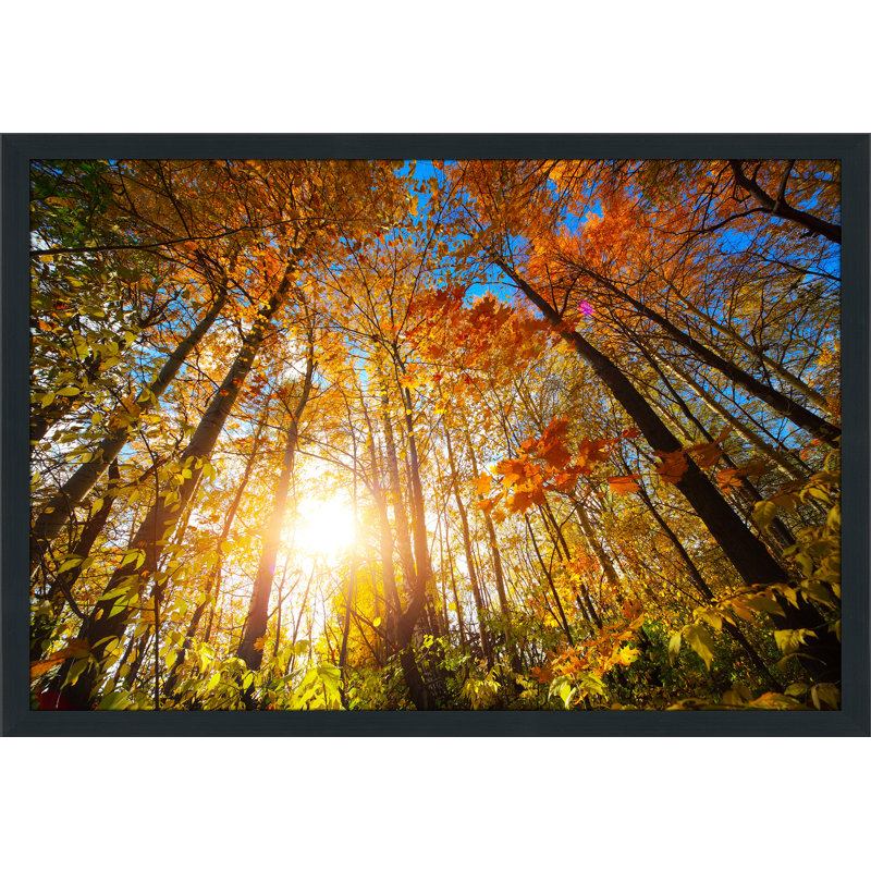« automne aura », reproduction de photo encadrée, H 35,5 po x l 51,5 po x P 0,75 po