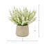 Ferdinand Heather en pot-28784520