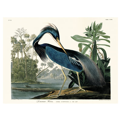 JOHN JAMES AUDUBON (LOUISIANA HERON) 60X80 CANVAS - Wrapped Canvas Canvas
