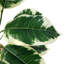 40cm Faux Plant in Planter