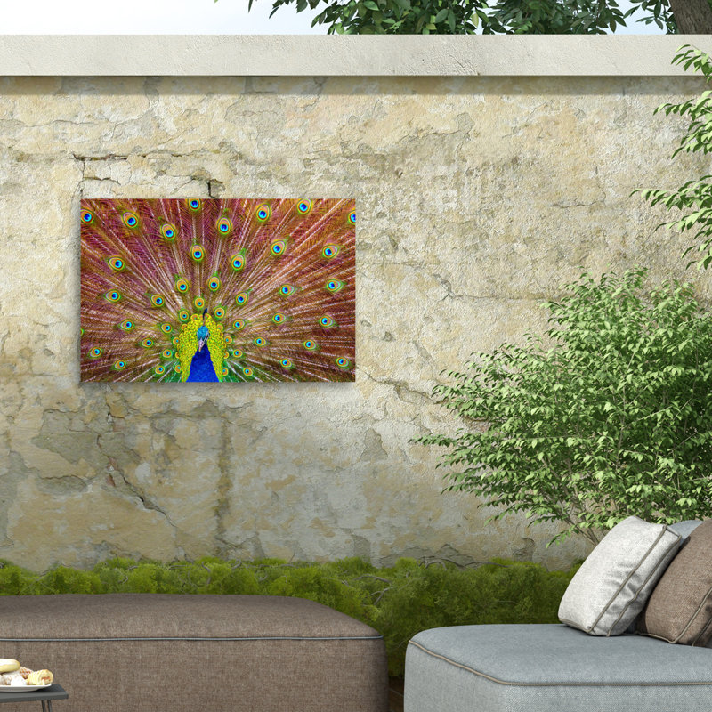 Paon bolognaise sur toile, H 22 po x l 32 po