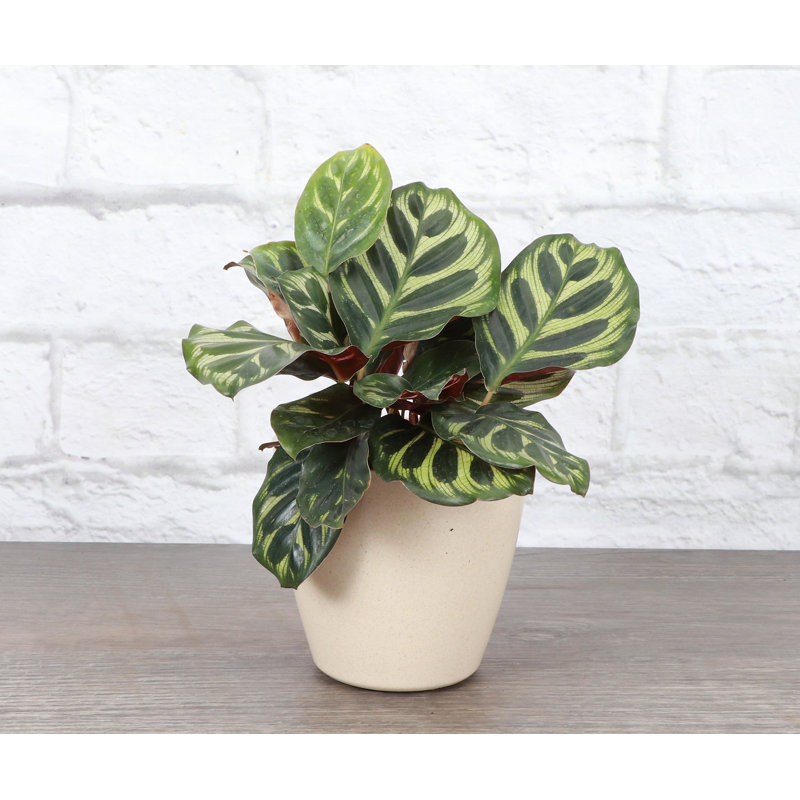 3 Piece Pet Safe Houseplant Set