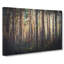Pine Tree Forest In Spring In Abstract - Wrapped Canvas-55340934