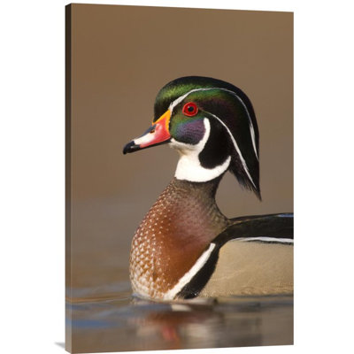 " Wood Duck Male "