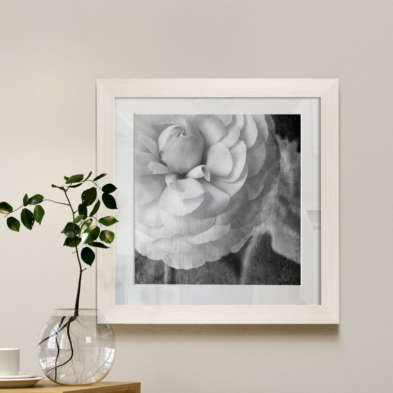 Renoncule foncé II - cadre photo, H 35,5 po x l 35,5 po x P 1,5 po, Papier encadré blanc, Blanc