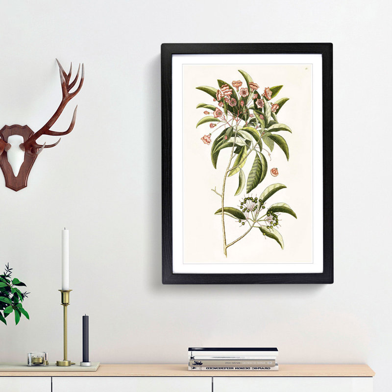 Mountain Laurel Flowers by Mark Catesby - Framed Print, 36cm H x 27cm W x 2cm D, Black Framed