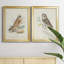 Hawk Owl - ensemble de 2 peintures sur toile encadrées-178982312-178982316