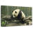 Brampt Panda On A Trunk-108889039