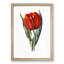 Red Tulip - Framed Print-55616534-55616537