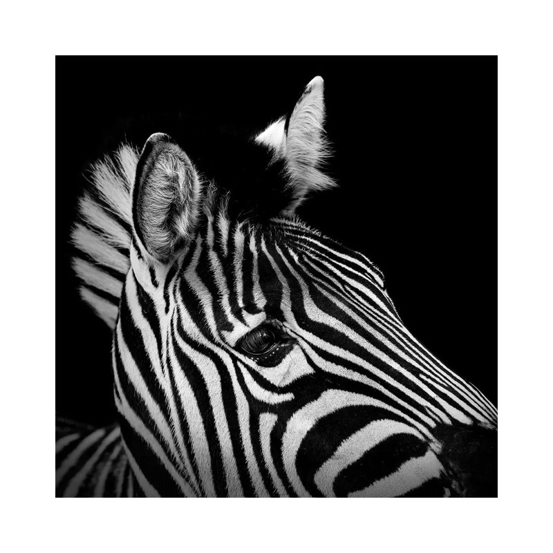Zebra In Black And White II by Lukas Holas - Wrapped Canvas Print, 45.72 cm H x 45.72 cm W