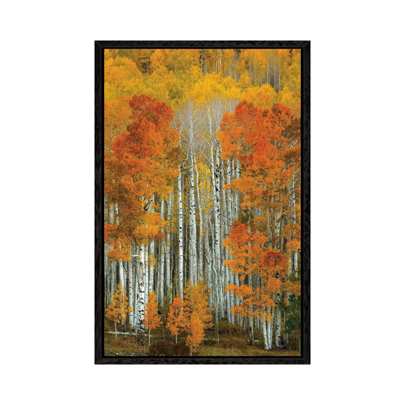 Dalmatian Autumn by Bill Sherrell - Print on Canvas, 66.04 cm H x 45.72 cm W, Black Framed