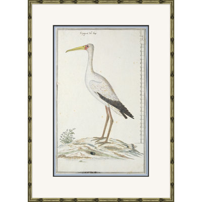 Bird Drawings, Circa 1777 Giclee Print