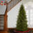 Fraser Fir Christmas Tree-1000251846