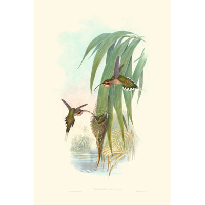 " Hummingbird Delight III " by John Gould