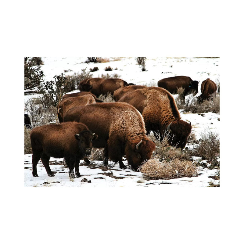 Buffalo - Print on Canvas, Wrapped Canvas, 66.04 cm H x 45.72 cm W x 3.175 cm D
