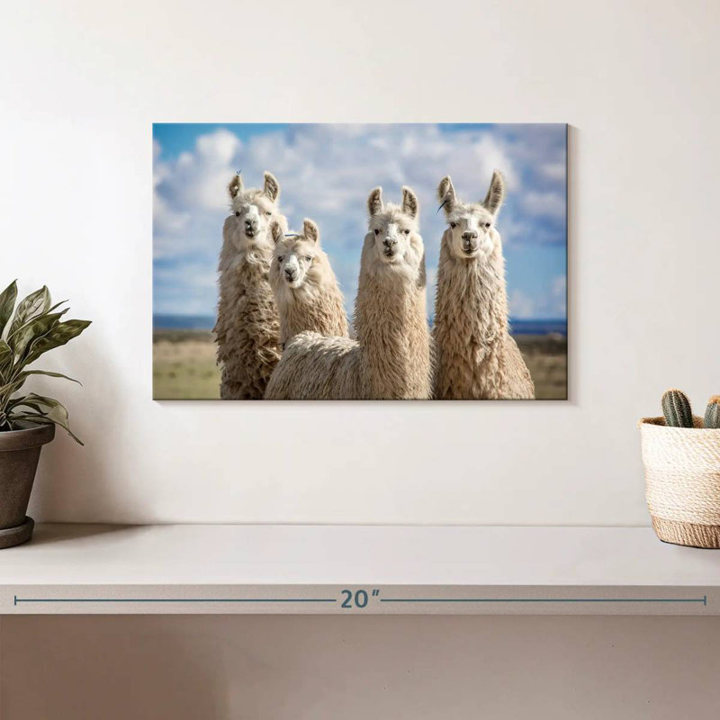 Fluffy White Llamas, 8" H x 12" W