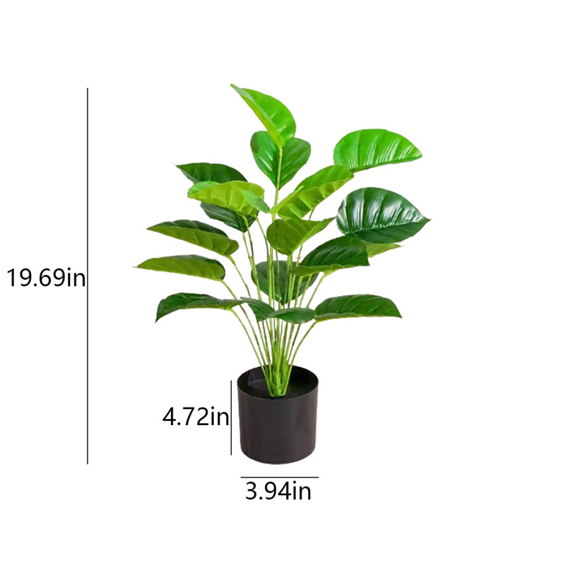 19,69 plante