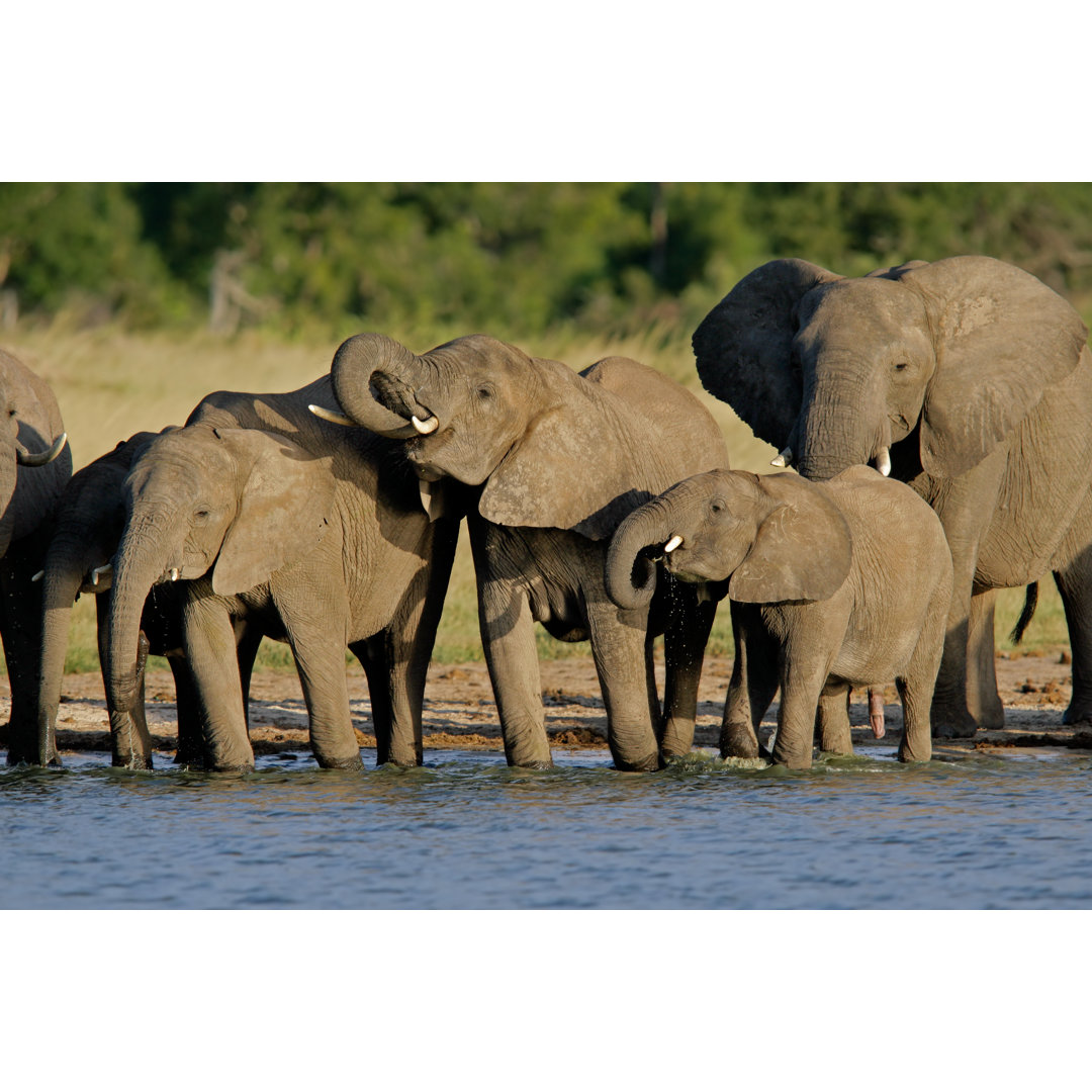 African Elephants (Loxodonta Africana) by Ecopic - Wrapped Canvas Print