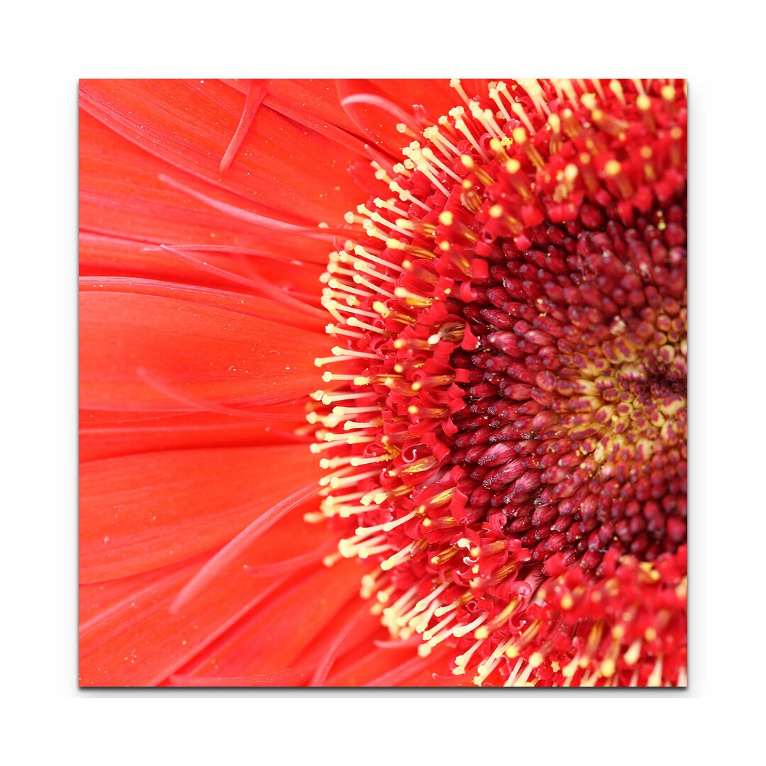 Leinwandbild Rote Gerbera – Nahaufnahme