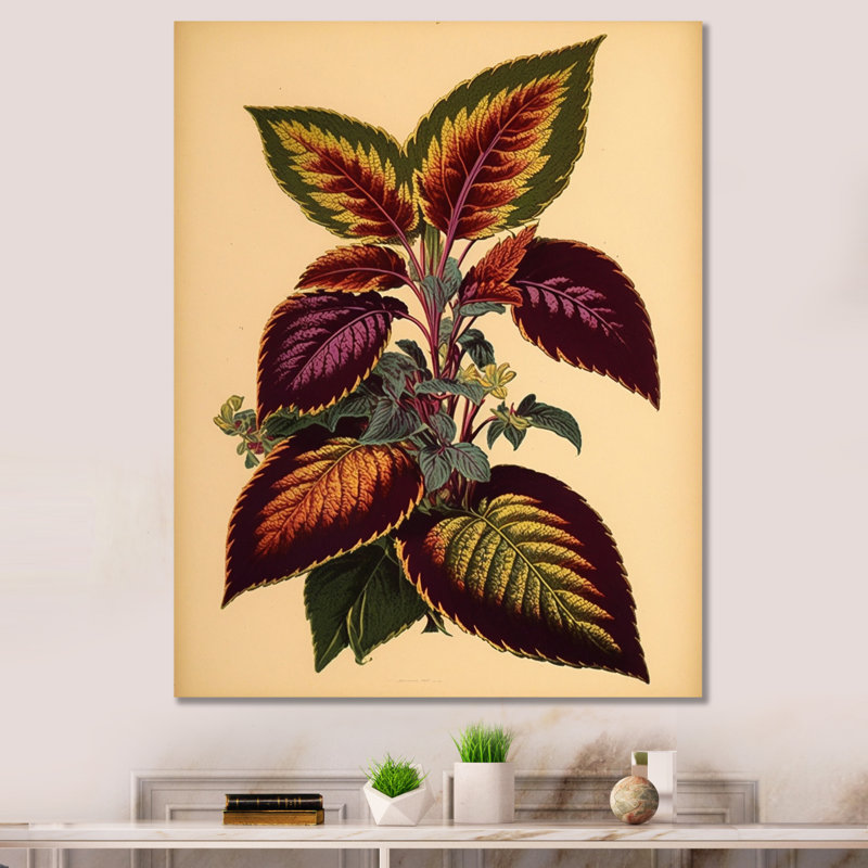 Illustration botanique rétro d'une plante Coleus, H 20 po x l 12 po x P 1 po, Toile tendue