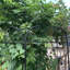 Treillis de jardin en métal