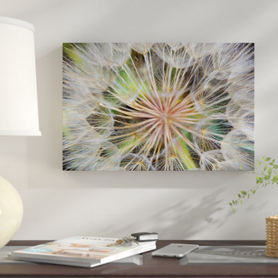 " Goatsbeard (Western Salsify) Seedhead In Zoom, Whitefish, Flathead County, Montana, USA " by Chuck Haney