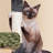 Daughtry 64.5" H Multi-Level Cat Tree-869540683