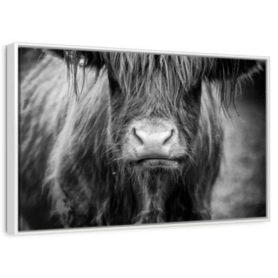 Vache Highland