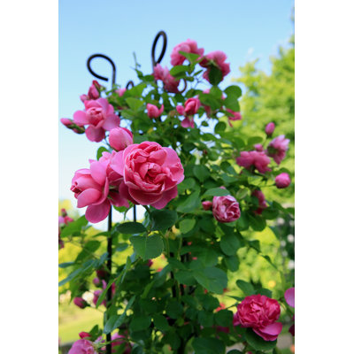 Roses In The Garden by DenKuvaiev - Wrapped Canvas Print