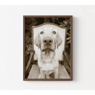 Reproduction de photo de chien Weimaraner, reproductions de photos d'animaux de compagnie rétro, impression de photographie de chien, décoration murale animal mignon, art de bureau de Vet