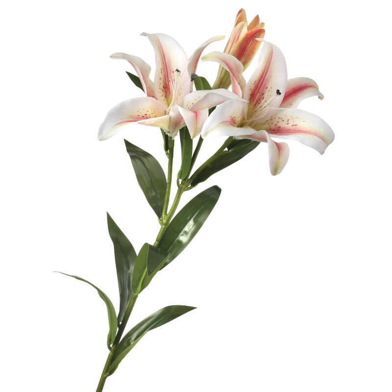 Tiges de lis naturelles, Rose