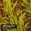 Rideau de douche Farmer Cornfield-1639764482