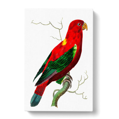 Scarlet Lory by George Shaw - Wrapped Canvas