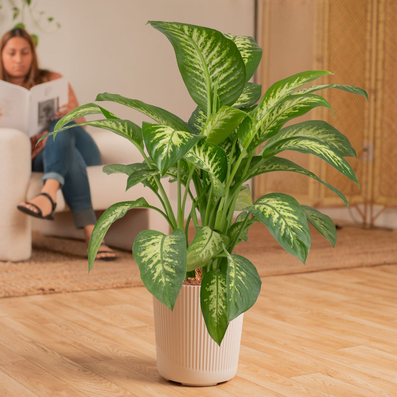 Dumb Cane in Décor Planter