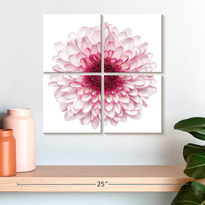 Chrysanthème rose Harnek