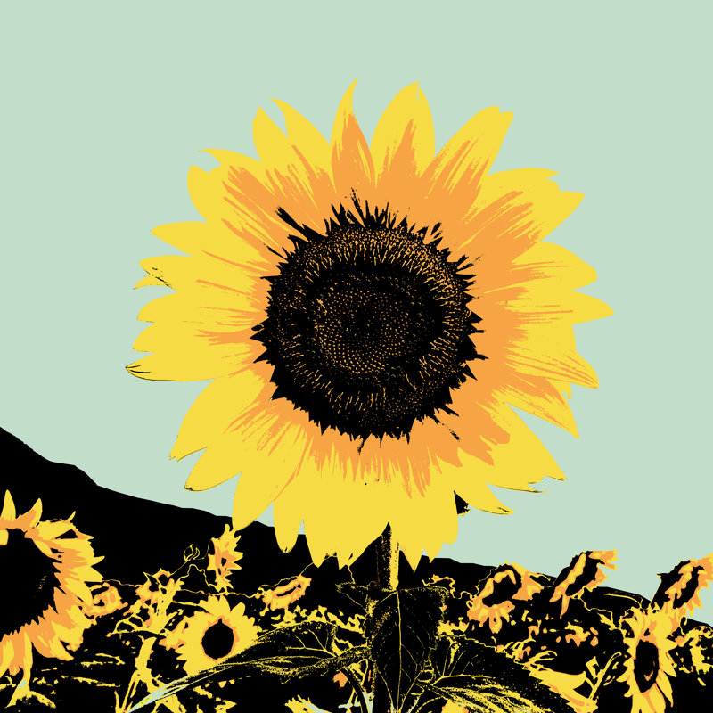 Pop Art Sunflower I by Jacob Green - Wrapped Canvas Print, 30cm H x 30cm W