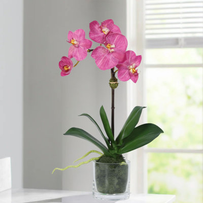 Orchid Arrangement In Vase
