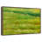 Green Fields-115561782-115561931