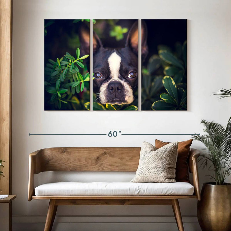 Brampt Boston Terrier Hiding, 32" H x 50" W